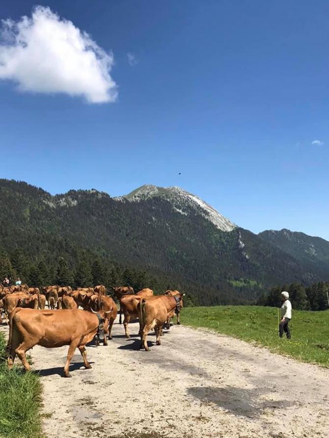 C'est jour de montée en alpage au Col de Porte !